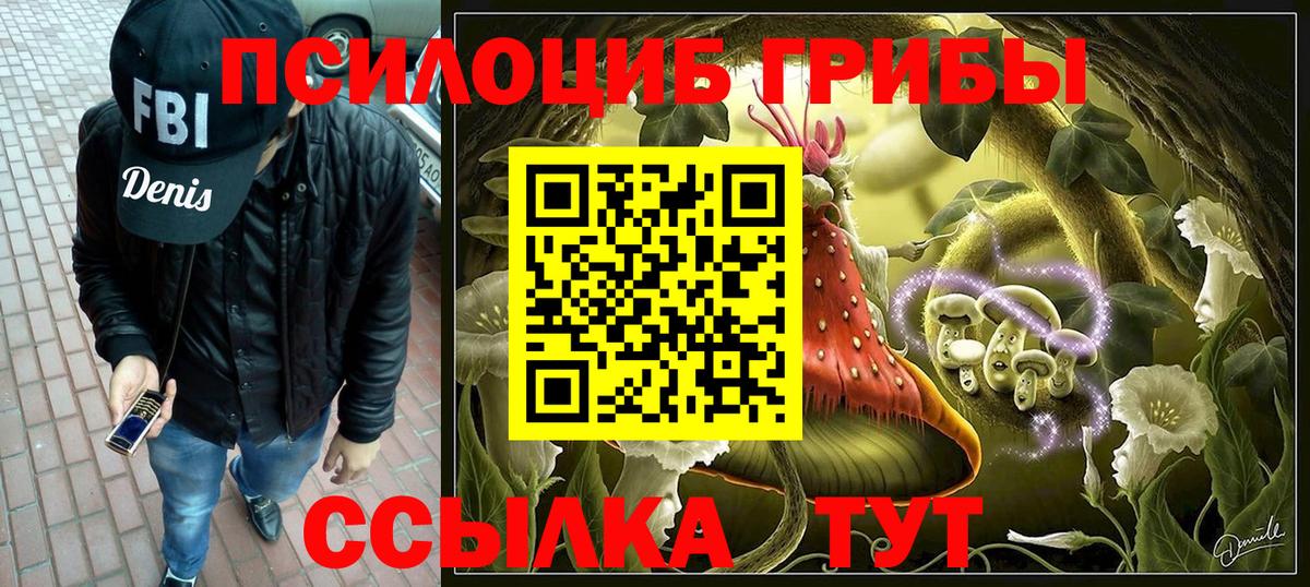 как найти   Старая Русса  Псилоцибиновые грибы Psilocybe 